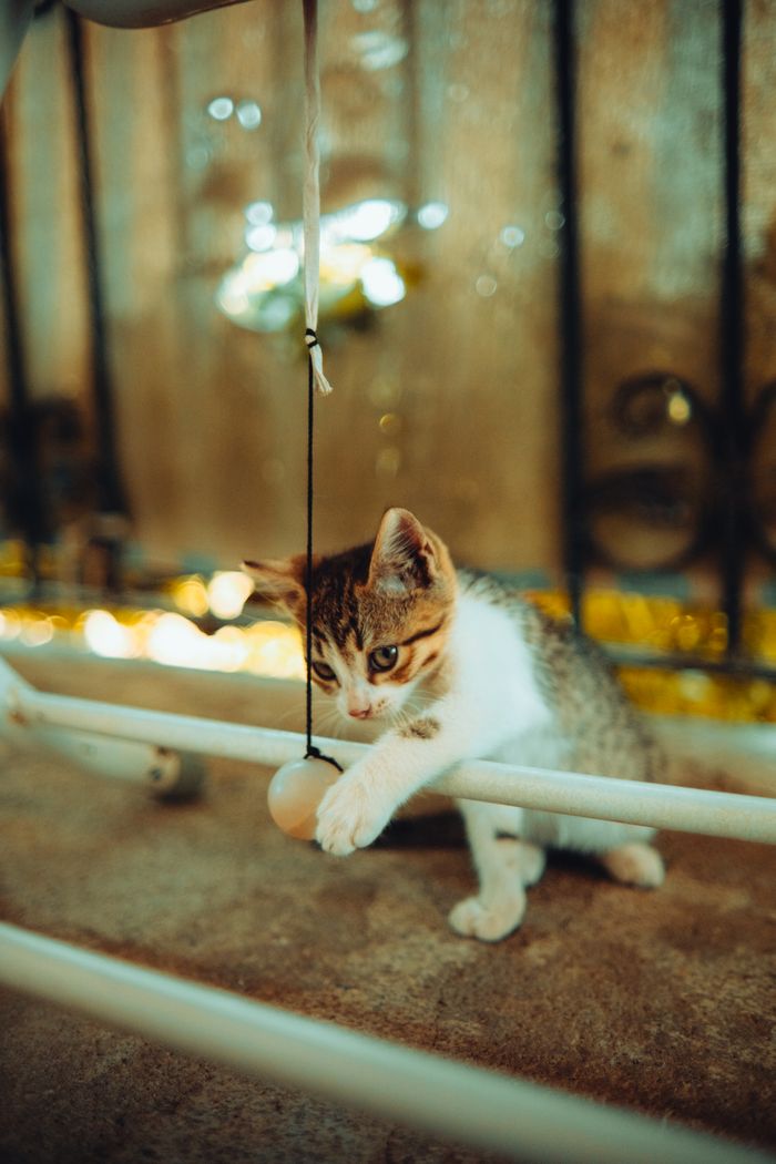 A kitten playing, representing pet faecal stains