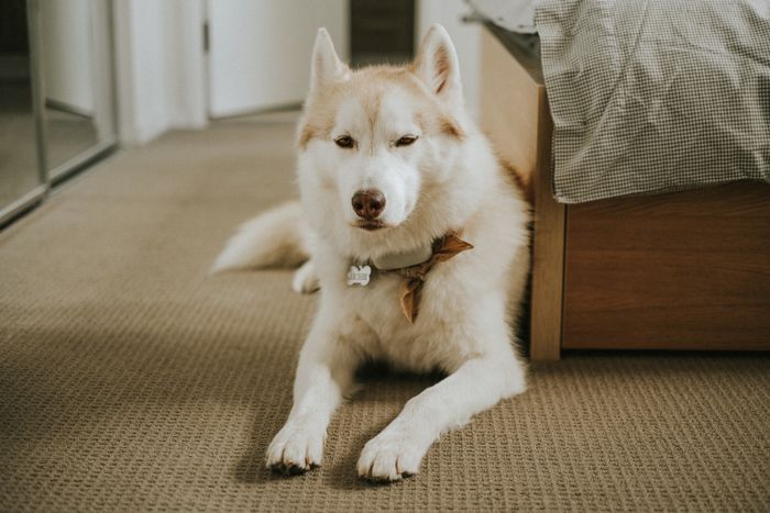 A dog lying on a carpet, representing pet urine stains