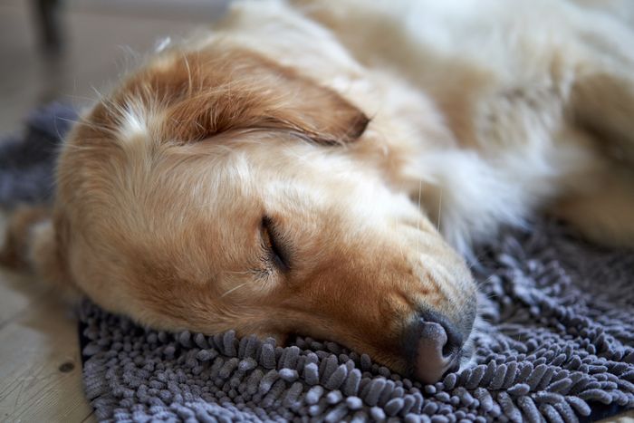 A dog sleeping on a soft rug